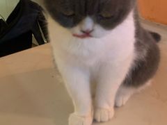 -猫爷宠物生活馆·撸猫馆