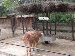 -沈阳森林动物园