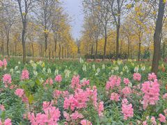 -天适樱花悠乐园