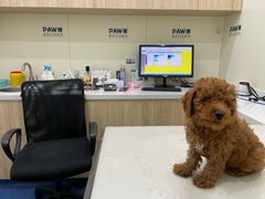 -佩兹宠物医院肿瘤专科·眼科·牙科(黄浦店)