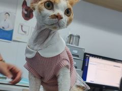 -天使宠物医院·犬猫分诊(彩虹店)