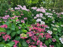 -上海共青森林公园