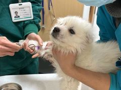 -瑞派康怡24h宠物医院·犬猫医疗中心·微创绝育(瑞景分院)
