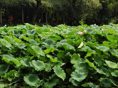 -成都杜甫草堂博物馆