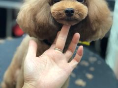 -小尾巴宠物店(万科·金域华庭店)