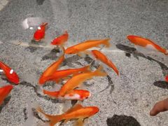 -新沸腾鱼乡(世贸天阶店)