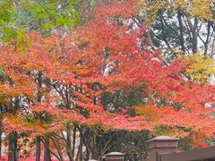 -青枫公园
