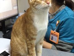 -创凡宠物医院·骨专科  猫科中心(西乡分院)