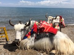 -青海湖国家重点风景名胜区
