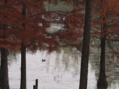 -白鹭湾湿地公园