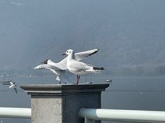 -海埂大坝