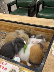-神奇动物撸宠馆·羊驼·小浣熊·异宠(豫园店)