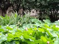-陈家山荷花公园