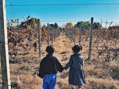 -安德鲁户外烧烤帐篷营地(马泉营店)