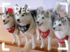 -Husky Go! 哈士奇体验馆·宠物咖啡厅狗咖