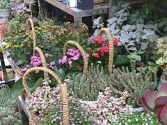 -合肥市裕丰花鸟虫鱼市场-F区