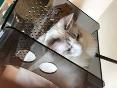 -飞行喵MR PILOT|猫舍·猫咖(静安大融城店)