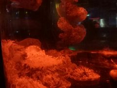 -重庆欢乐海底世界