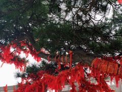 -大芦花风景区