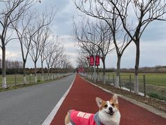 -上海长兴岛郊野公园