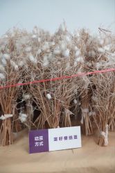 -太湖雪蚕桑文化园