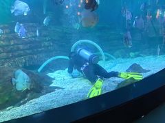 -烟台海昌鲸鲨海洋公园