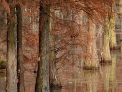 -白鹭湾湿地公园