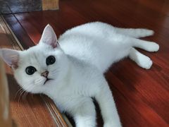 -糯米喵星人总部直营旗舰店·猫舍·幼猫出售