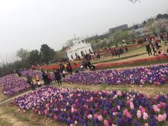 -杭州湾海上花田景区