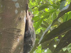 -武吉知马自然保护区