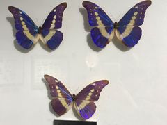 -上海昆虫博物馆