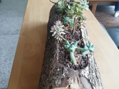 -远山有窑