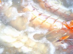 -凯华海鲜火锅·传承三十六年