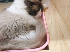 -屋虎猫馆(宝安大仟里店)