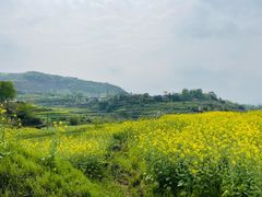 -桑洲油菜花景区