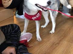 -Husky Go! 哈士奇体验馆·宠物咖啡厅狗咖