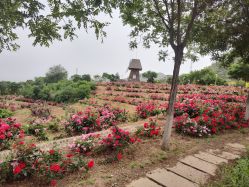 -密云玫瑰情园