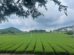 -雪绿茶博物馆