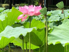 -陈家山荷花公园