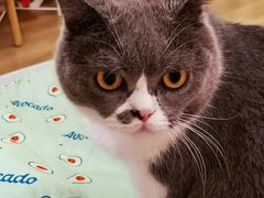 -滚猫咖啡·猫咖·猫友好撸猫(未来城店)