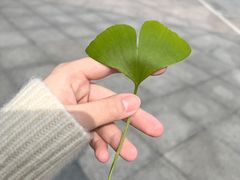 -南山植物园