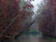 -桤木河湿地公园