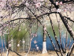-桃花堤公园