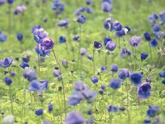 -上海鲜花港