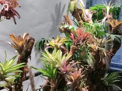 -扶摇湘宴·烤鸭·湘粤宴(中关村·北大店)