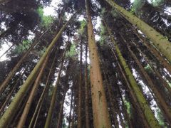 -武陵山森林公园