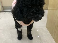 -瑞鹏宠物医院犬猫全科(真大分院)