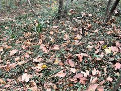 -上海佘山国家森林公园天马山园