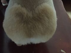 -1013 PET SHOP 宠物商店(近铁城市广场店)