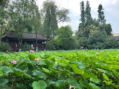 -桂湖森林公园
